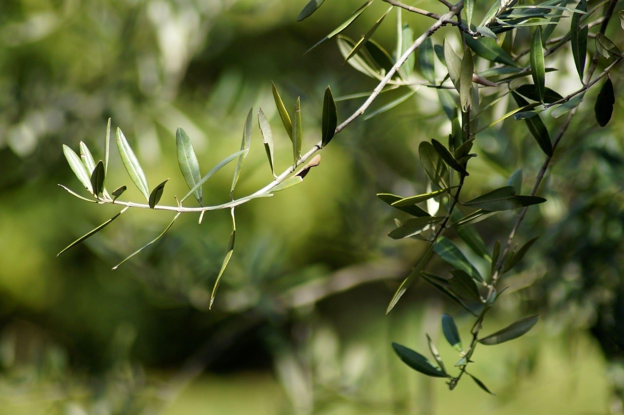 olives 4195771 1280